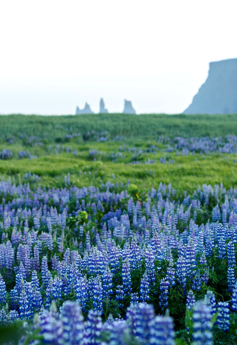 What You Need to Know About Lupine Flowers in Iceland Plants in iceland