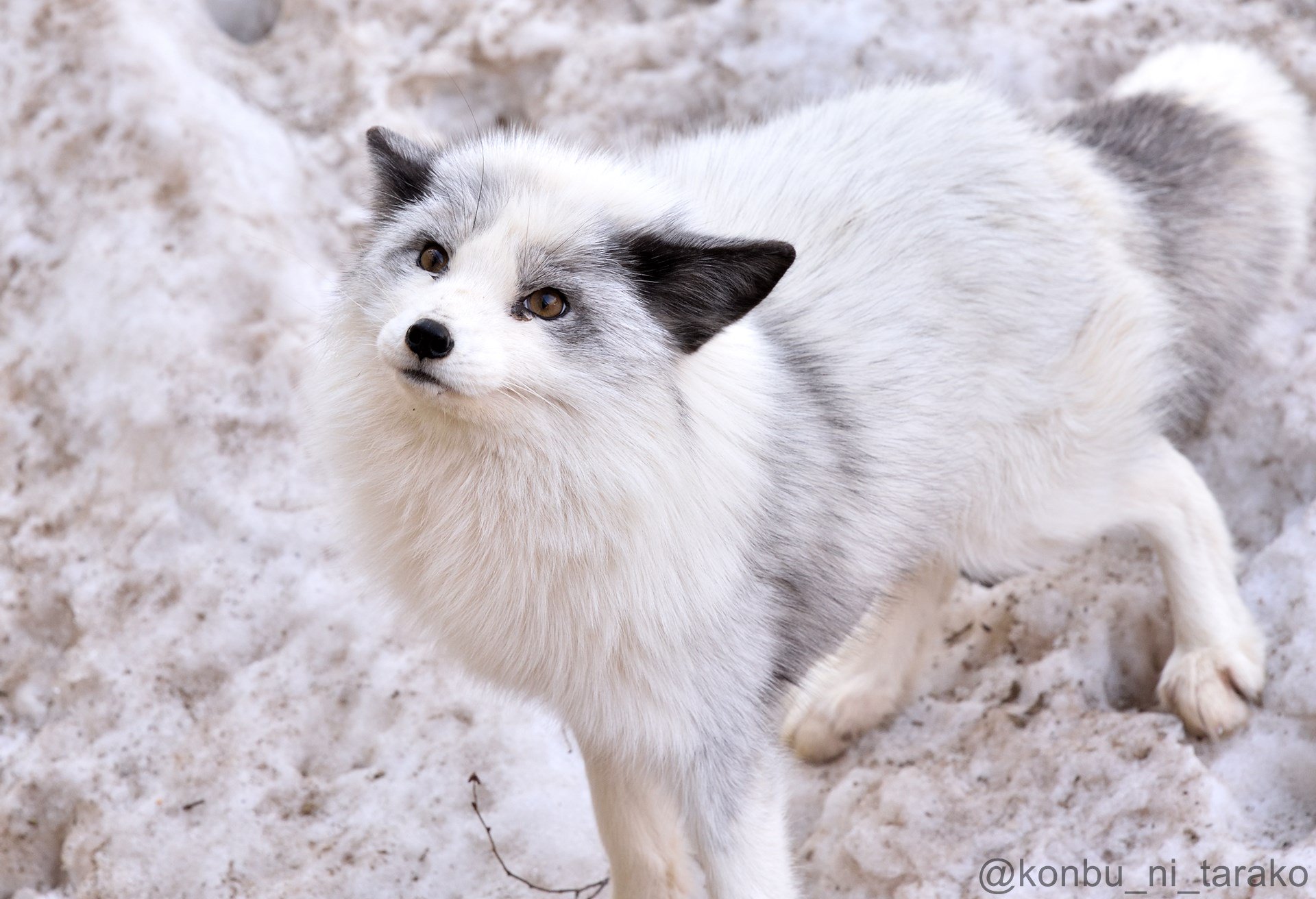 プラチナ ギツネ