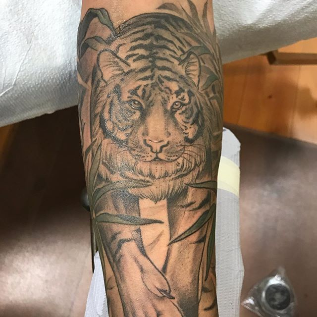 Sacred Heart Tattoo On Twitter: "Stalking Tiger By @Tattoosbymichie #Sacredheartvancity #Vancouvertattoo #Vancityoriginals #Michiekojimatattoos #Tiger #Tigers #Wildlife #Animals #Wild #Cat #Bigcat #Bigcats #Nature #Conservation #Bamboo ... 640_x_640_jpg