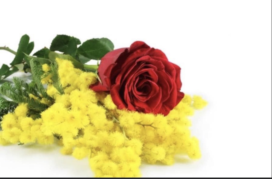 @DrMarthaGulati. Mimosa rose