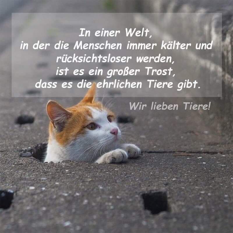 Gemeinsam Für Die Tiere On Twitter: "Treffende Zeilen! 💗 Tiere Sind Unser Größter Trost In Dieser Schlimmen Zeit, Die Beste Medizin In Einer Welt, Wo Uns Menschen Krank Machen Und Ohne Tiere 800_x_800_jpg