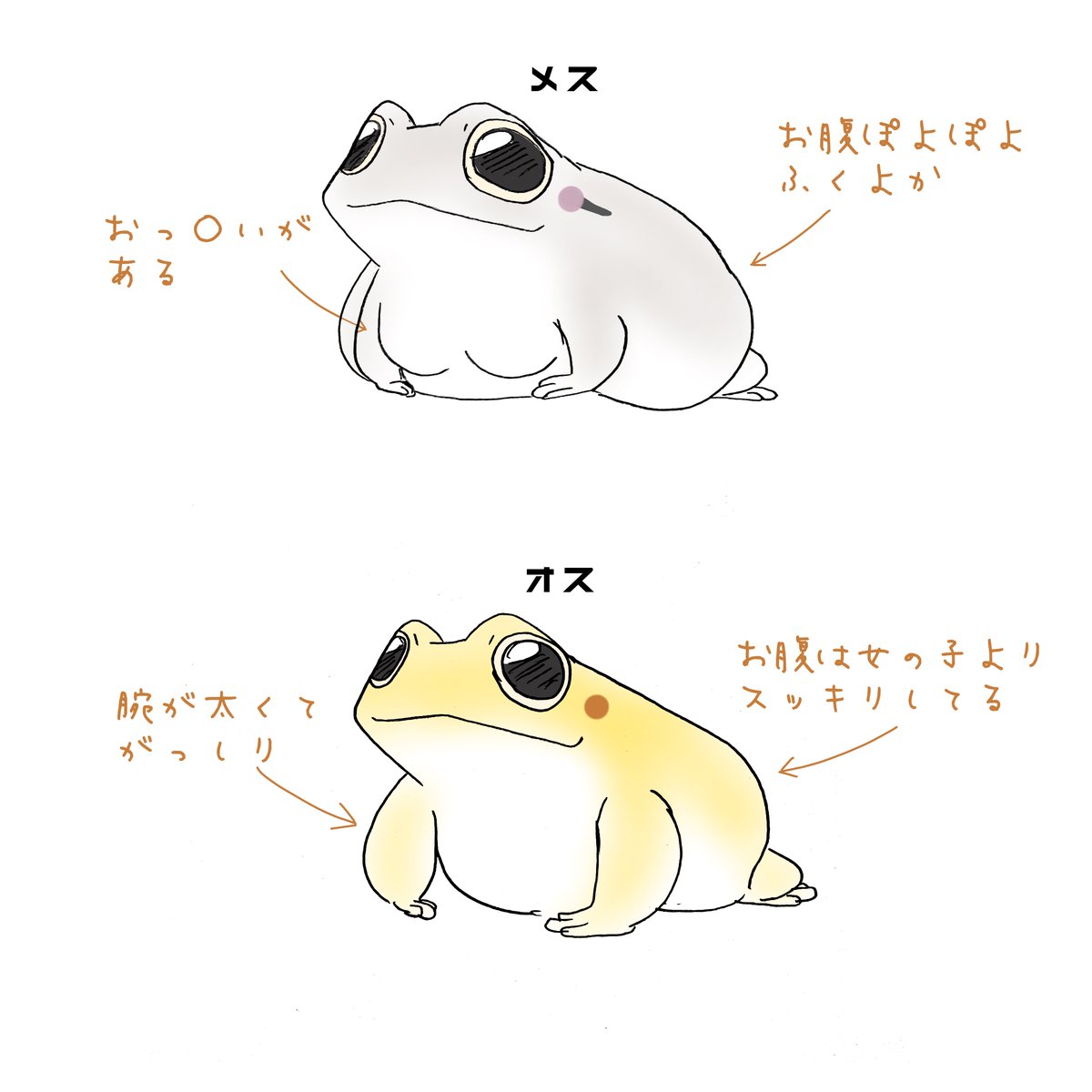 ぴよ@カエルと暮らす on X: ヒキガエルオスとメスの見た目の違い(当社比) t.cotUlyBfyTui X