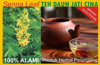 Jati Cina | Pelangsing | Pelangsing Alami | Tubuh Langsing | Pelangsing Perut | Badan Langsing | Badan Sehat | Fatloss Jimpness Beauty | Jati Cina | Daun Teh Jati Cina | Daun Teh Jati Belanda | 256_X_391_jpg