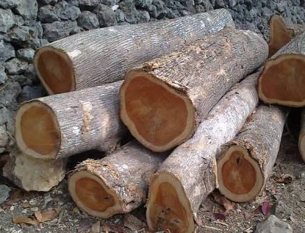 Diduga Ilegal, 300 Batang Kayu Jati Sampolawa Disita - Penasultra.com