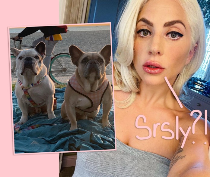 Lady GaGa Dogs: Woman Charged In Kidnapping Sues For ‘No Questions Asked’ 0,000 Reward!