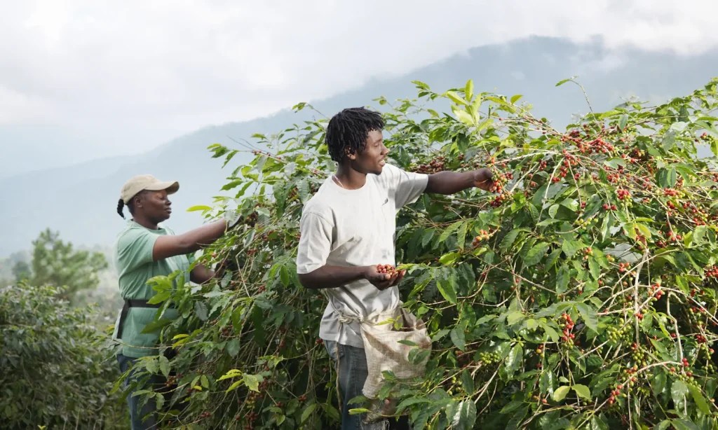 - Healthy Brew Hub Two coffee farm workers in Uganda harvest cherries off trees.