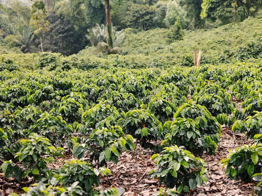 - Healthy Brew Hub Coffee plants in rows on a farm.