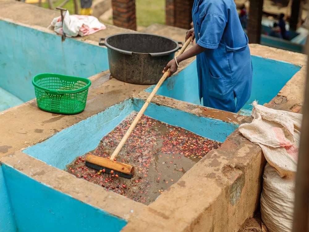 - Healthy Brew Hub A person stirs washed coffee in a washing station in Kenya.