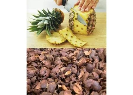 The Power Of Kulit Kopi dan Kulit Nanas | Pesantren Nuris Jember