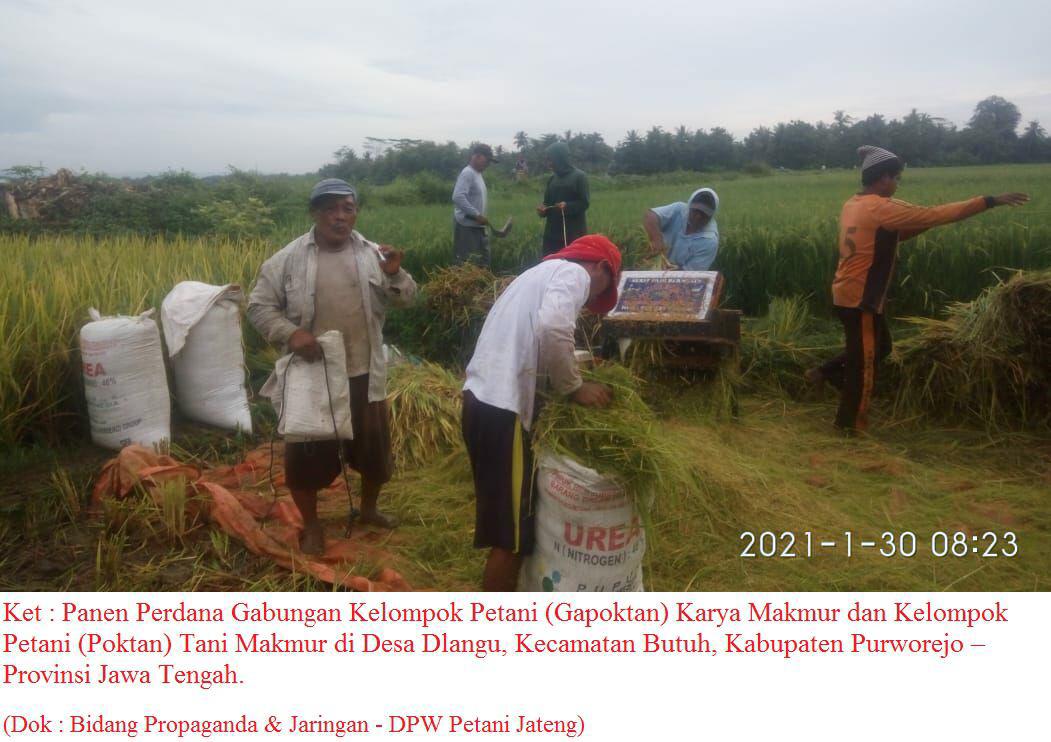 Panen Perdana Petani Dlangu, Ketua DPW Petani Jateng : Ini Baru Petani New  Normal! - petani.id