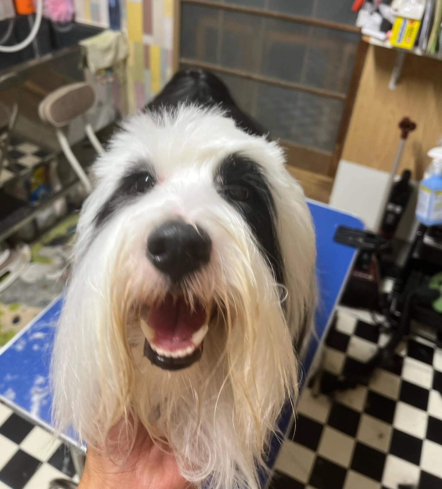 本日2人目のお客様はチベタンテリアの丹丹ちゃん | ブログ | 静岡県藤枝のトリミングならペットハウス Luce