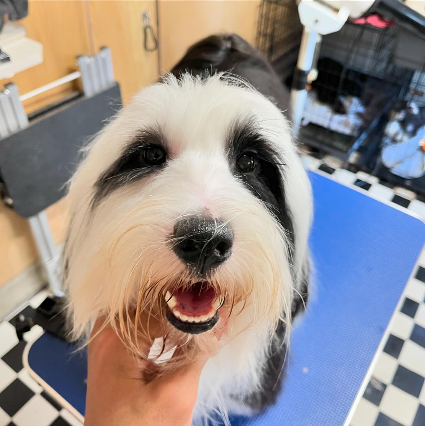 本日のお客様|藤枝市トリミングサロン チベタンテリア | ブログ | 静岡県藤枝のトリミングならペットハウス Luce