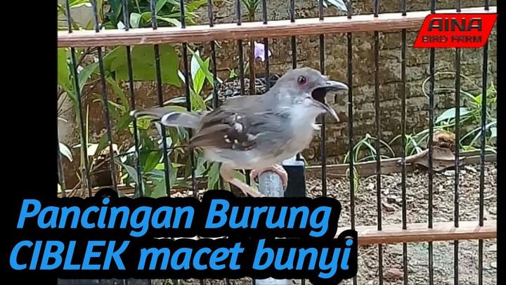 Perbedaan Trucukan Jantan Dan Betina Sangat Akurat_Bstation 406_X_720_jpg