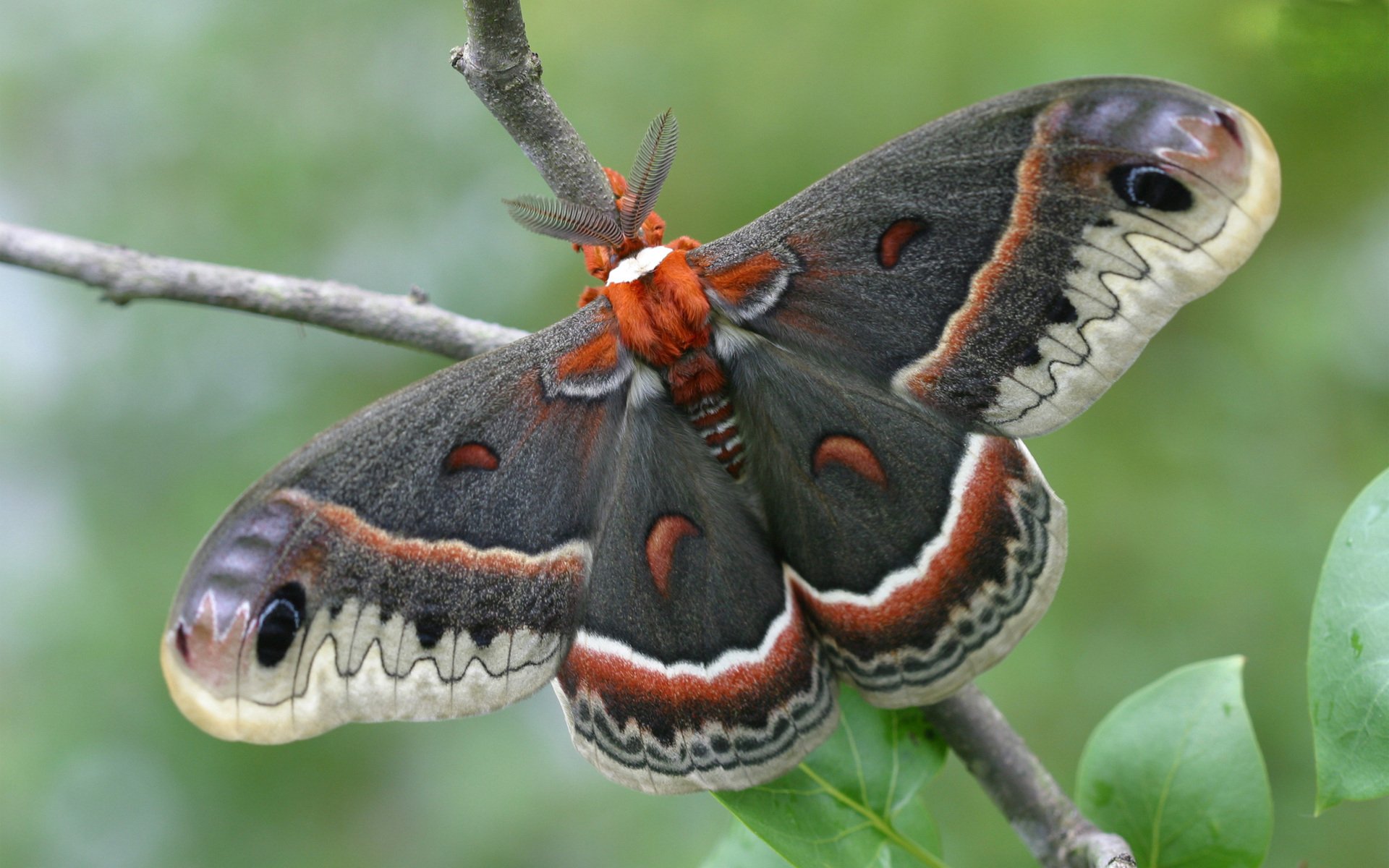 Picture of cecropia moth