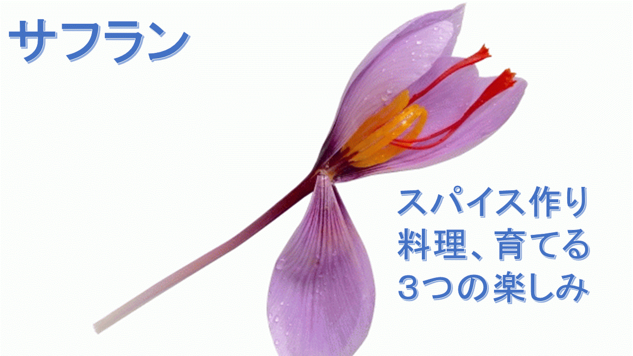 サフラン 収穫