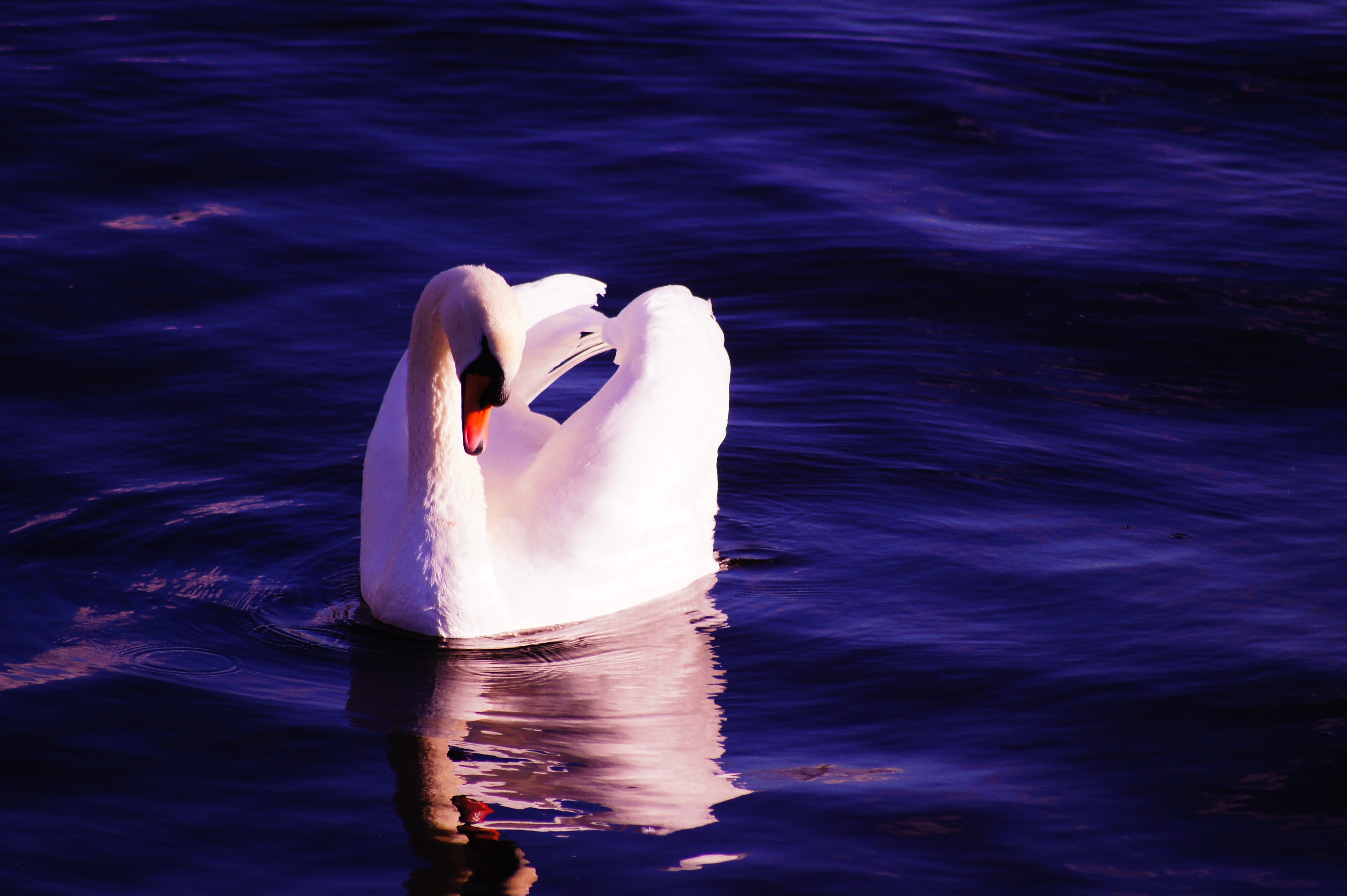 imagejpeg, Resolution: 4592x3056, File size: 1.94Mb, white swan on a lake ... Images swans