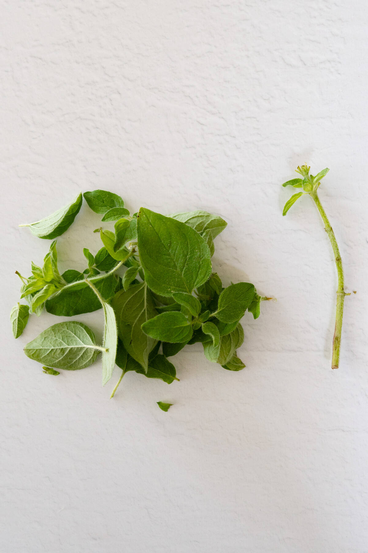 green fresh oregano leaves next to a stem of oregano
