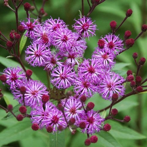 Vernonia Crinita Kuca Biljaka
