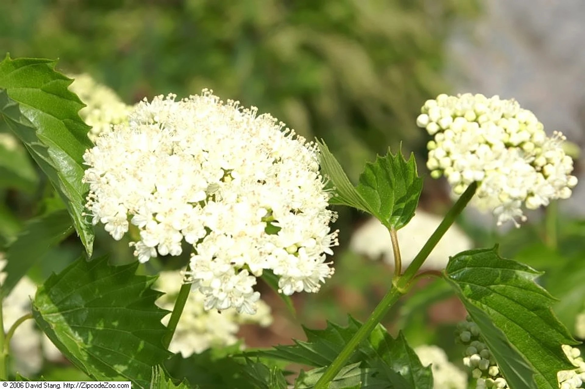 How to Care For Arrowwood Viburnum Plant | Plantly Viburnum little ditty