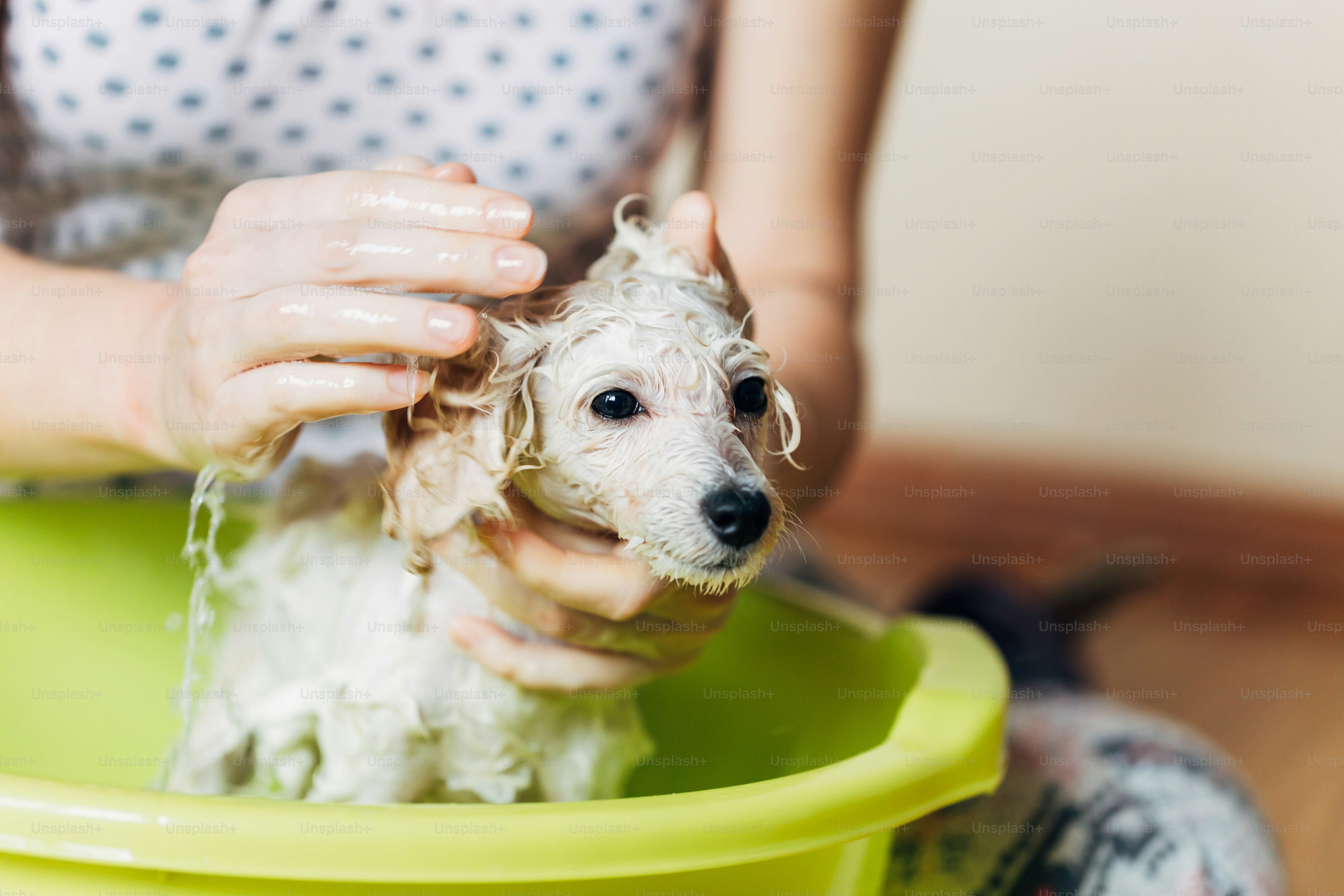 how to clean a dog
