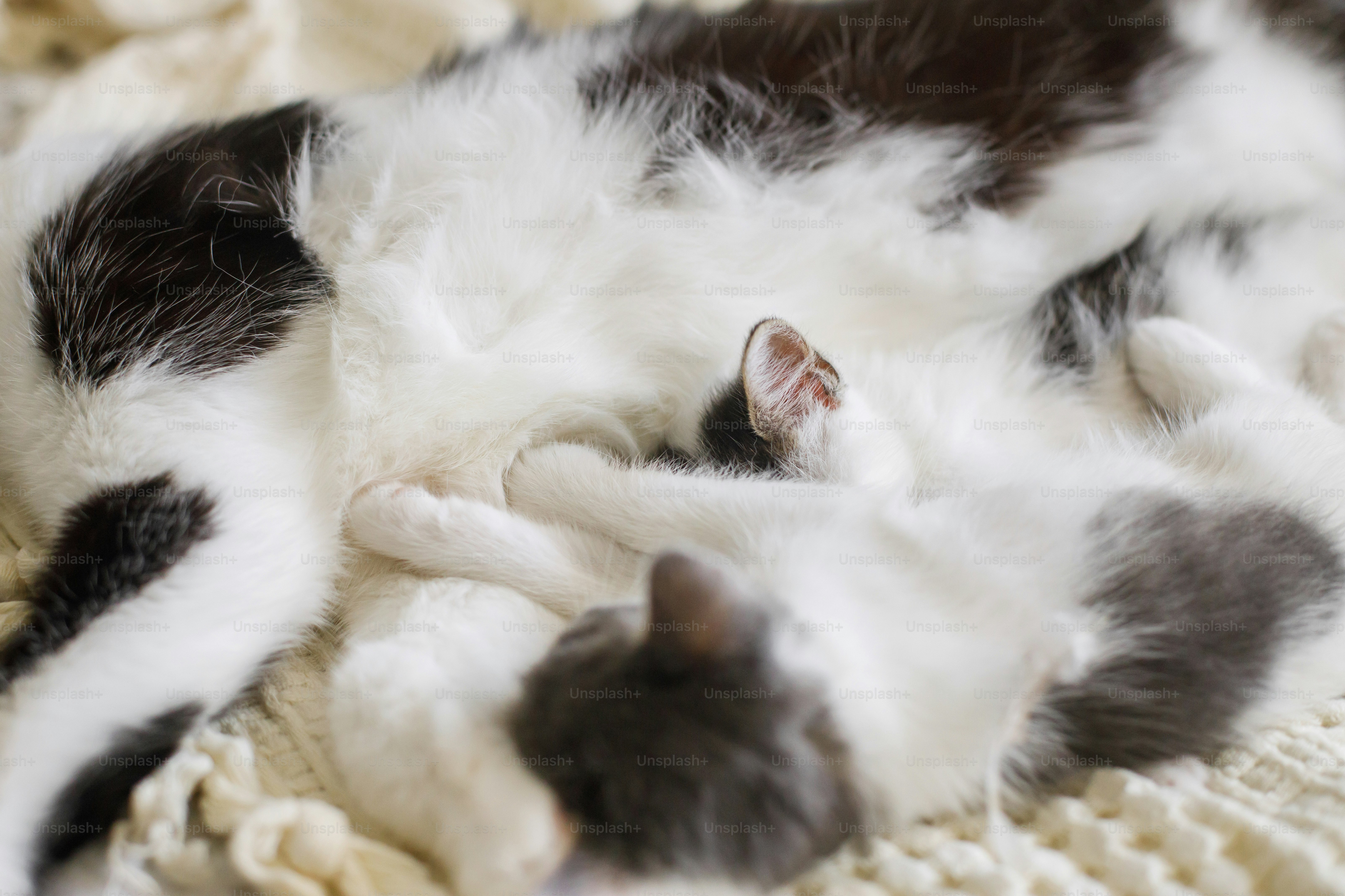 6 Friendly Cat Breeds That Love Cuddles in Pet Cats World