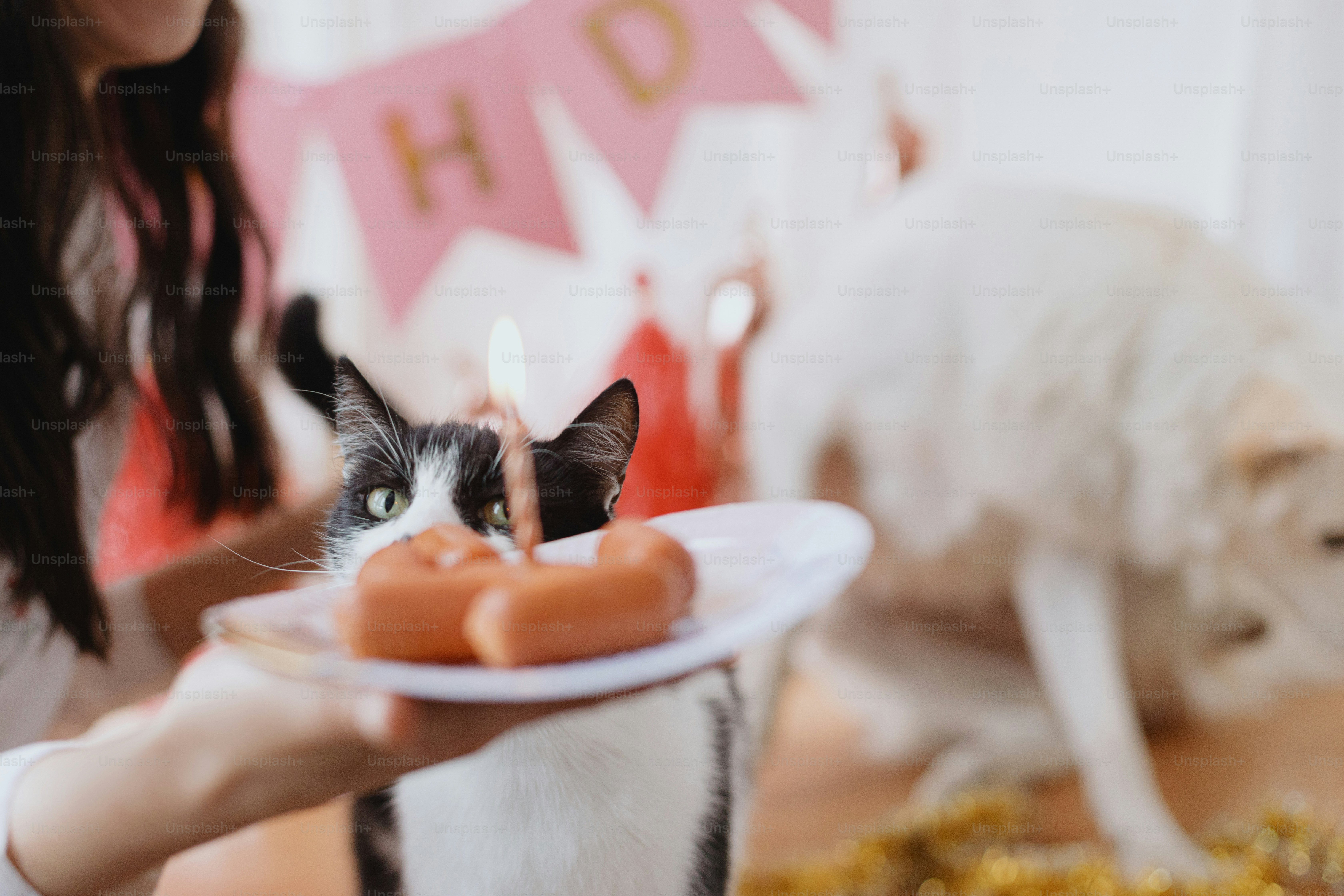 5 Ways to Celebrate Your Cat’s Birthday in Pet Cats World