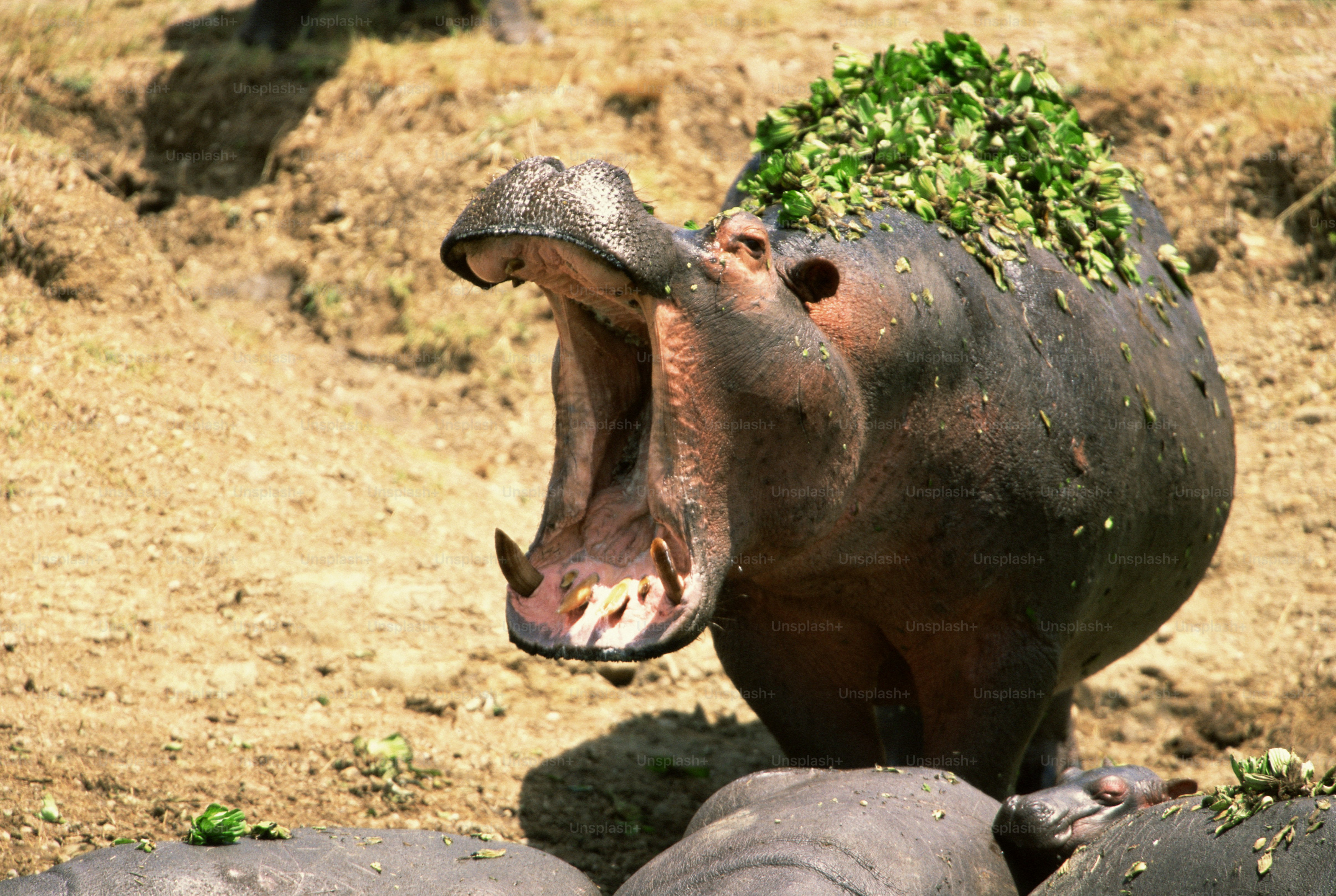 Flood Season Brings Dangerous Wildlife Closer in Warrap