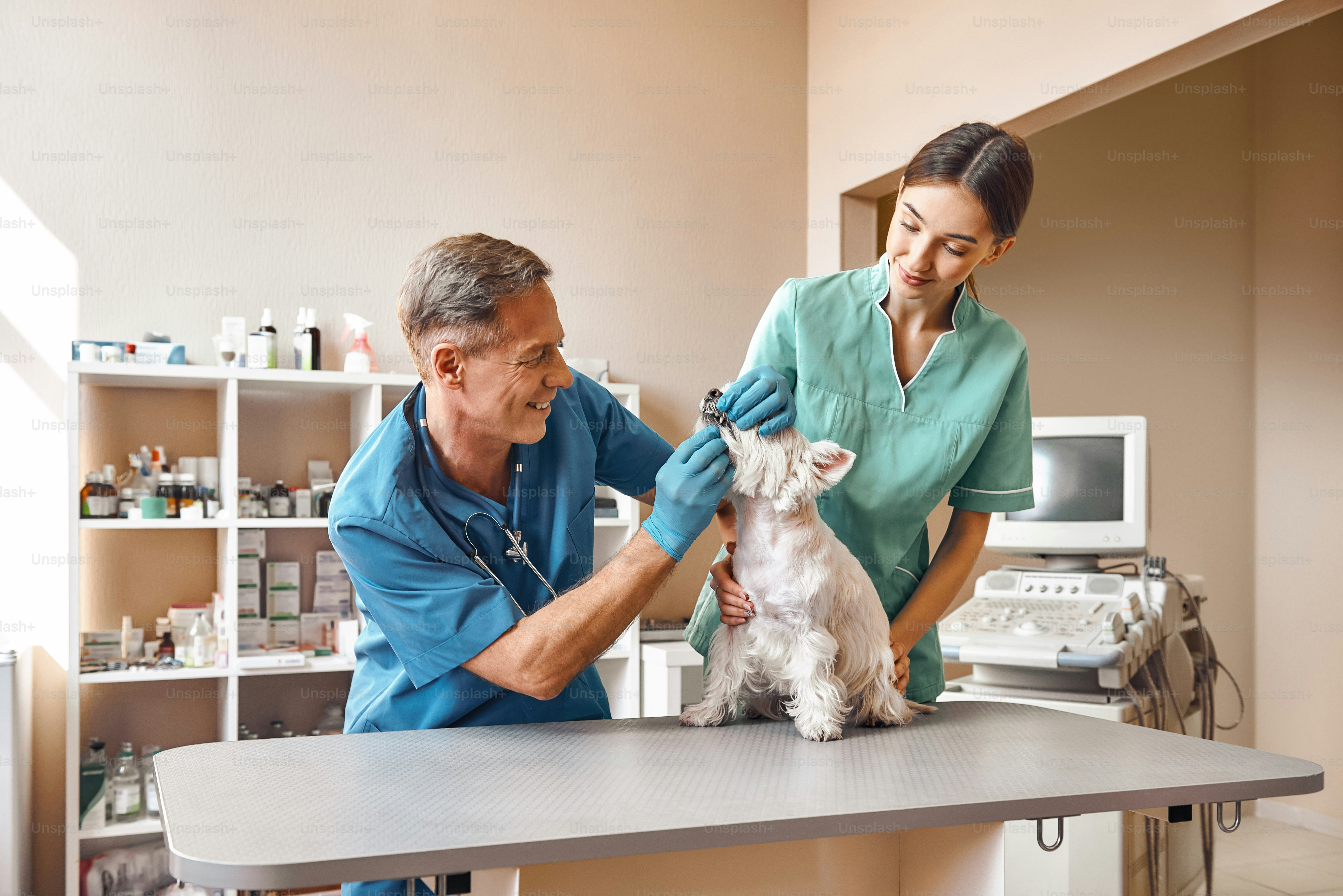 vet tech schools in kalamazoo michigan - Ilustrasi 2