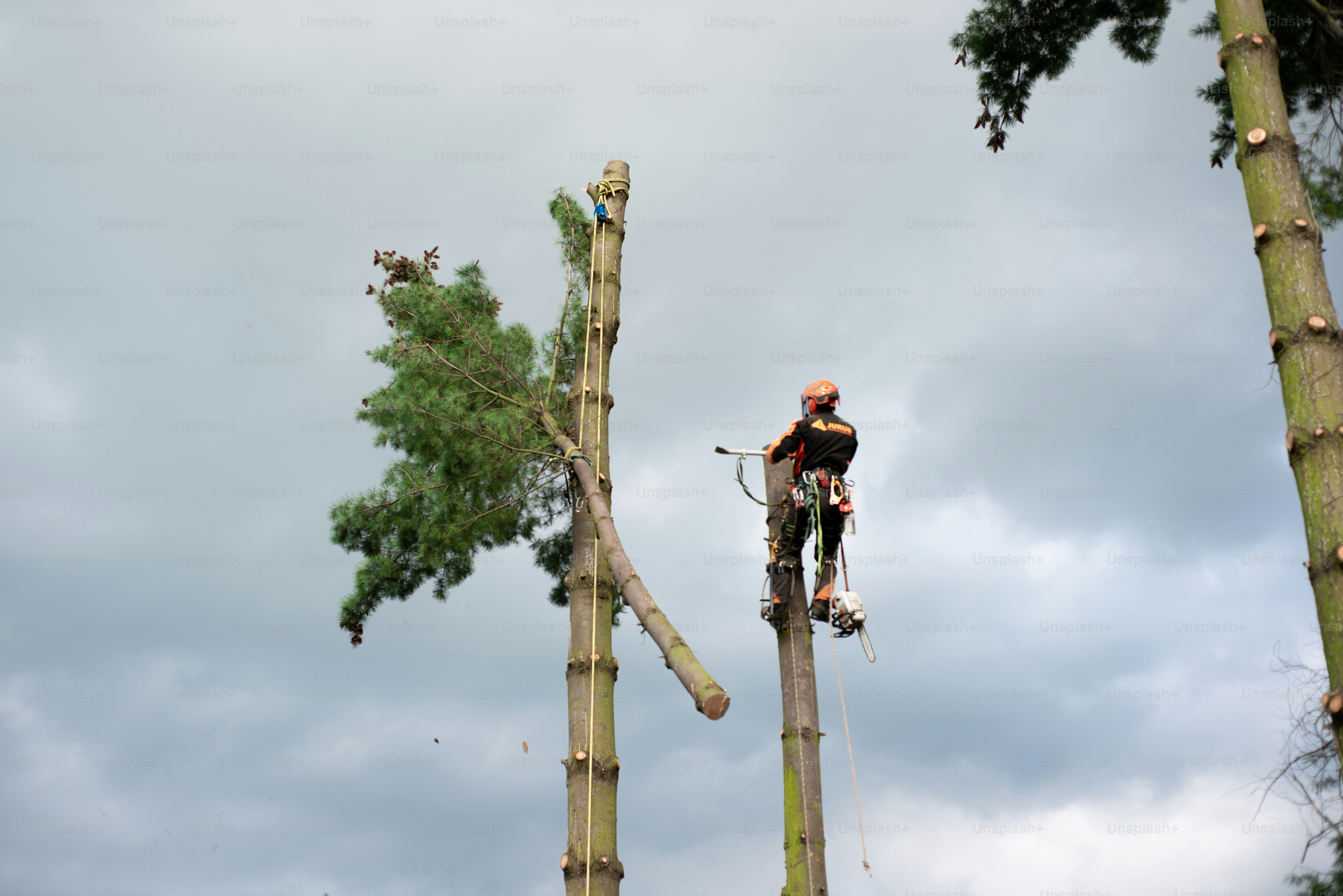 7 Tree Trimming Techniques Used in South Hadley Tree Service