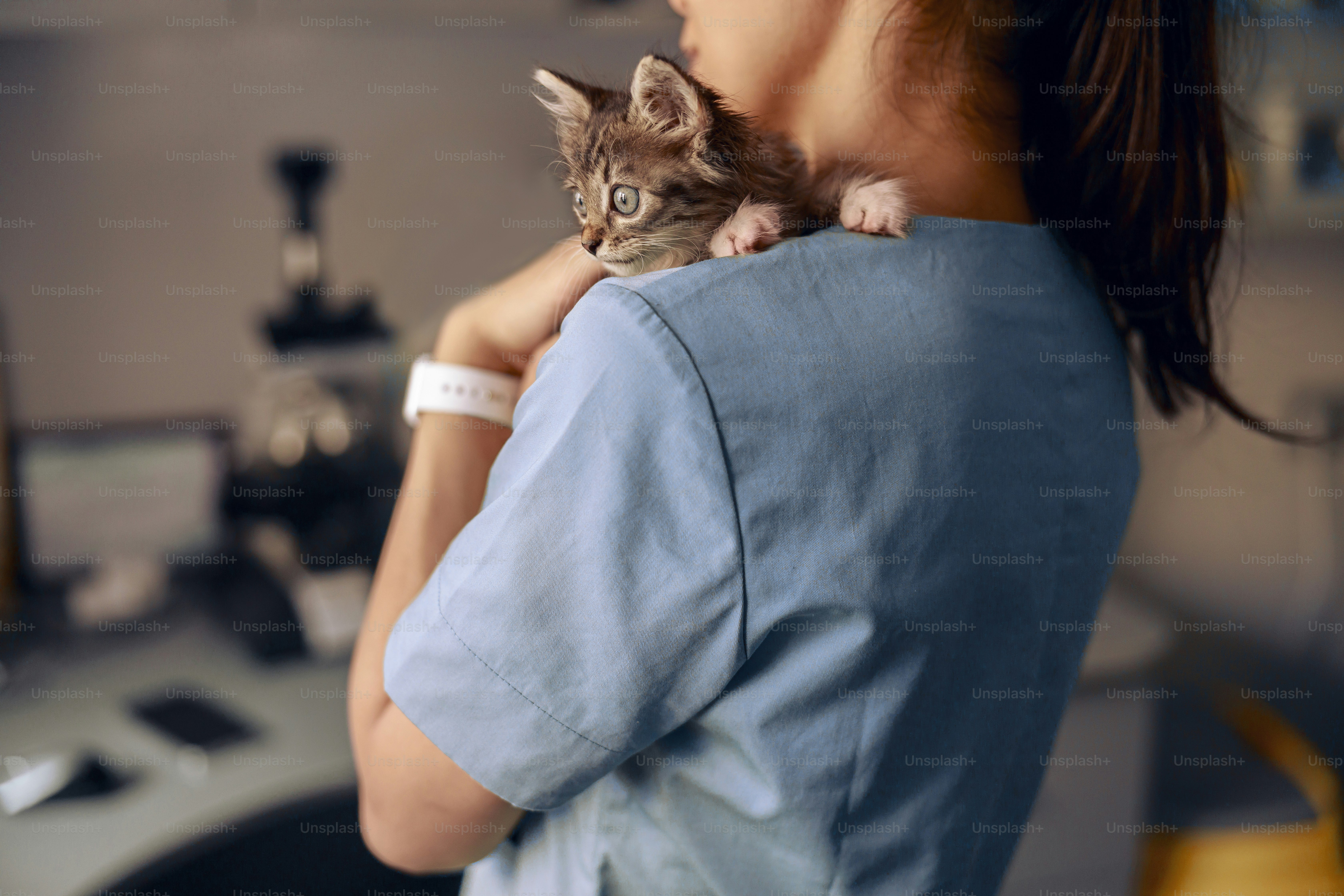 5 Vaccinations Every Cat Needs in Pet Cats World