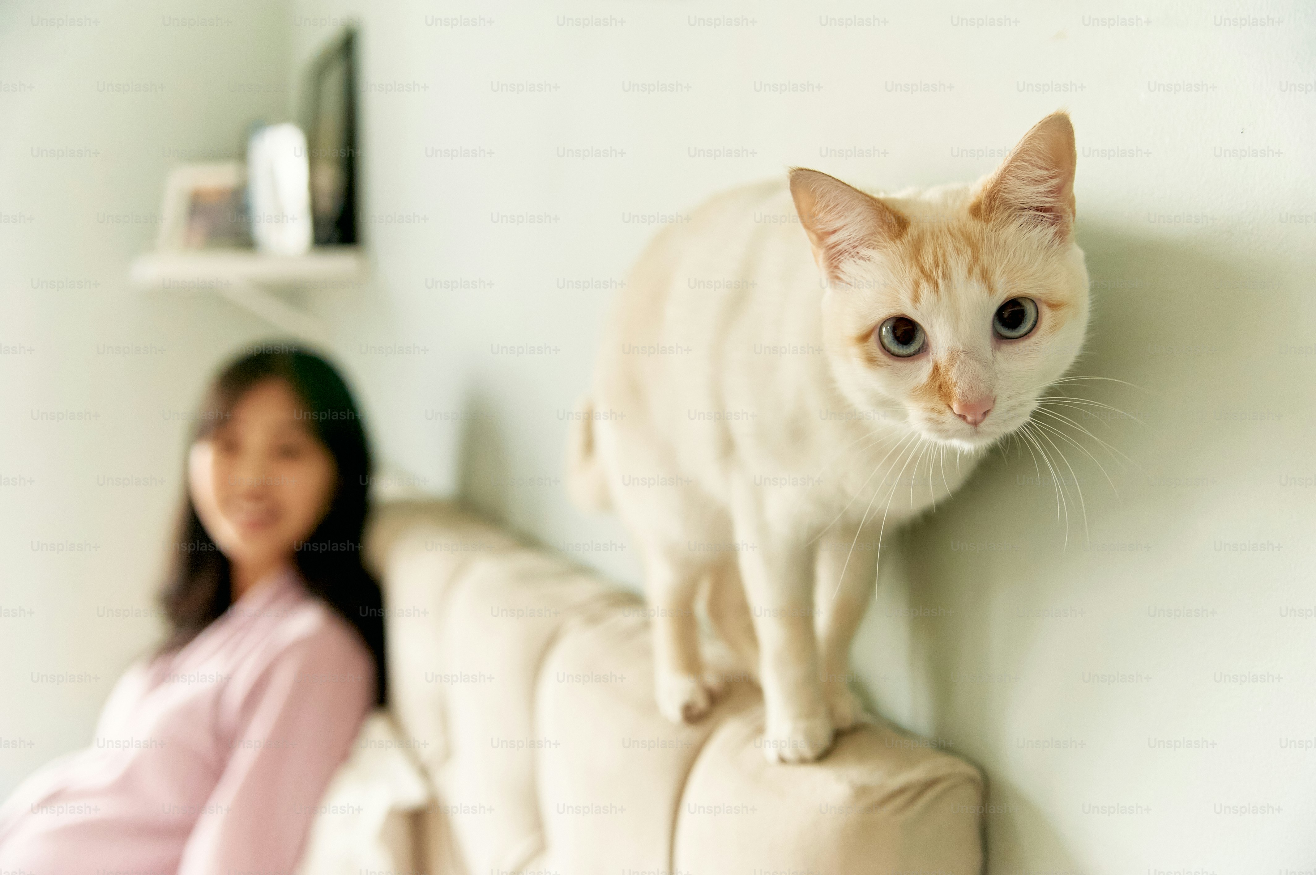 8 Small Cat Breeds Perfect for Apartments in Pet Cats World