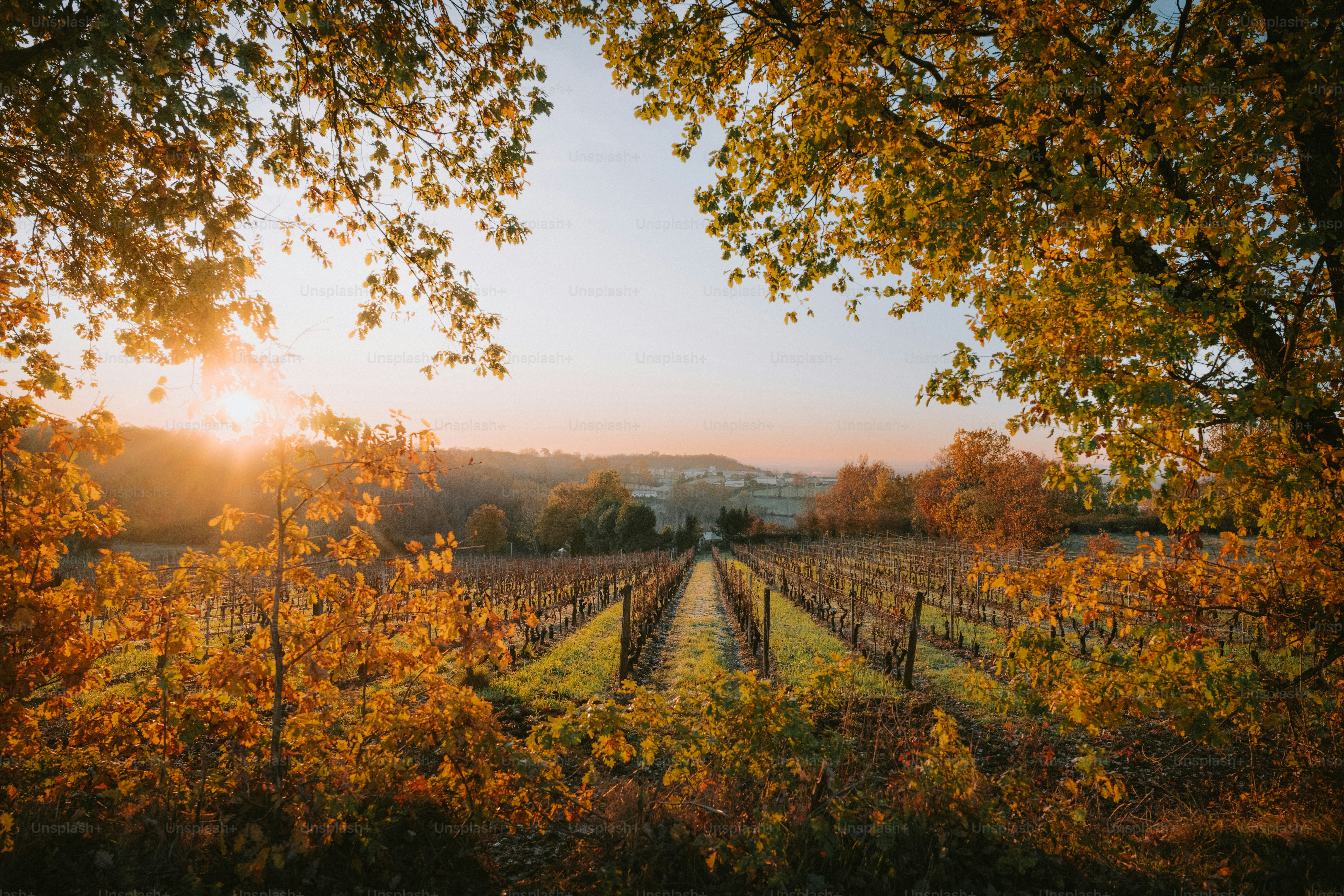 Uncovering Bordeaux: Your Ultimate Travel Guide to the French Wine Capital