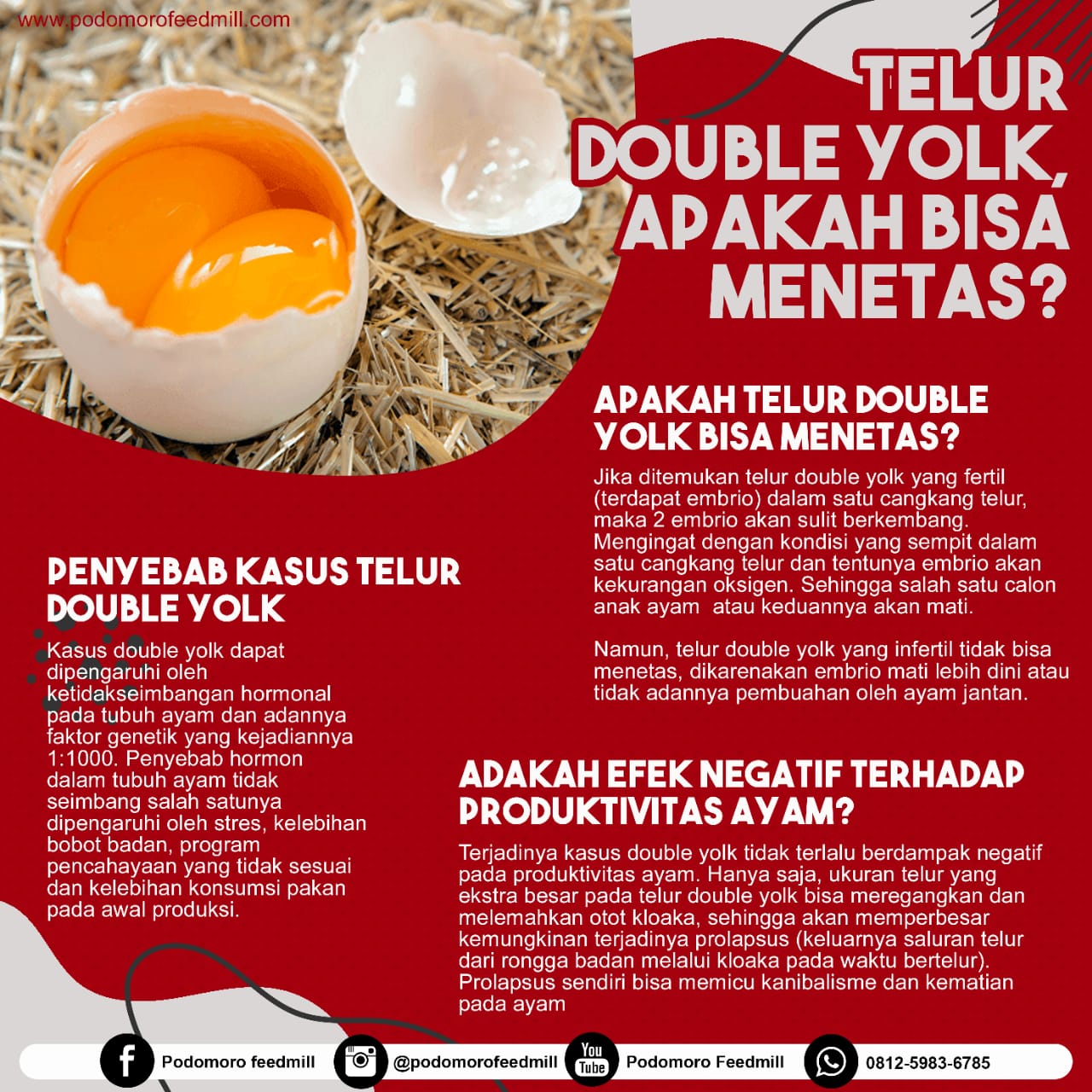 Telur Double Yolk Apakah Bisa Menetas, Podomoro Poultry Equipment