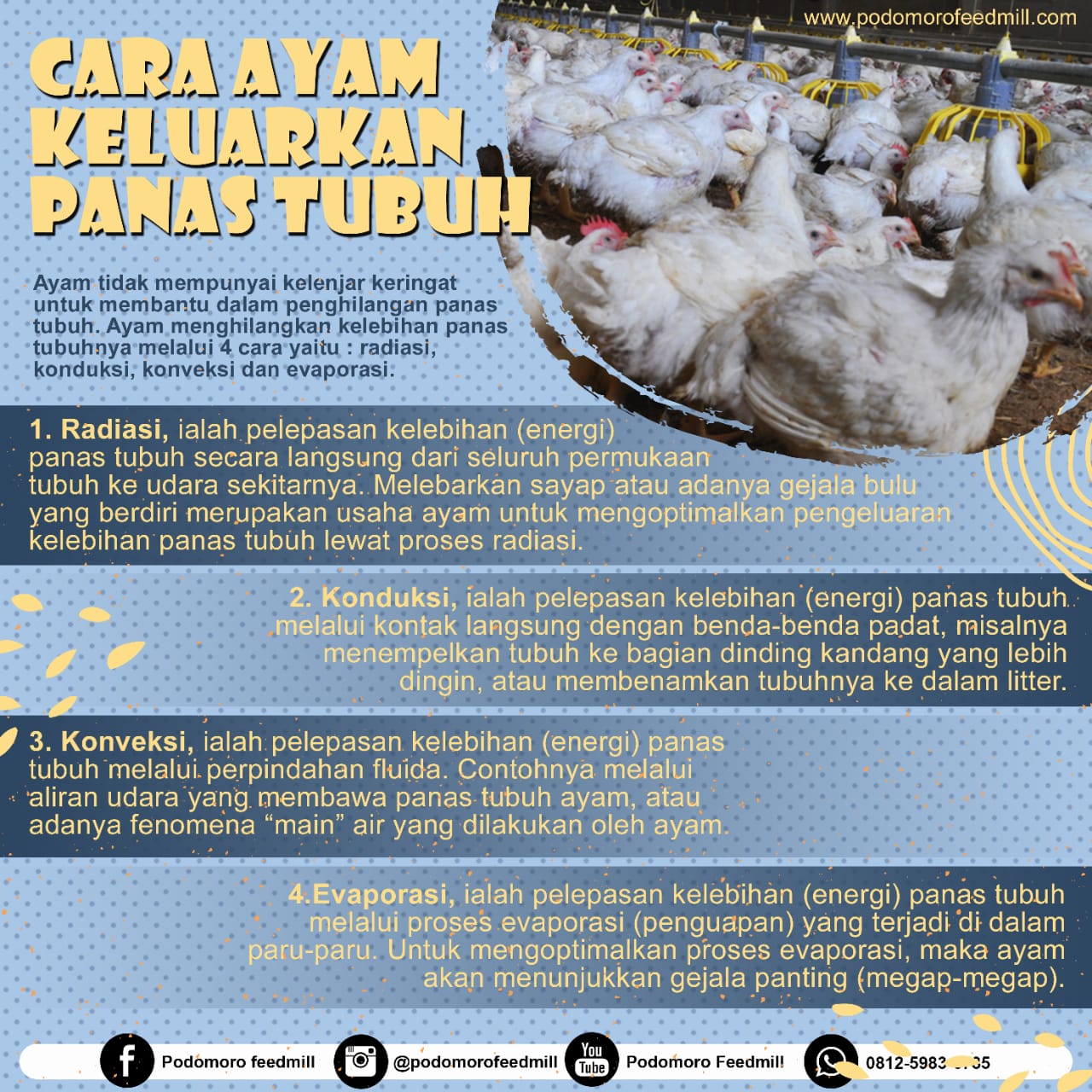 CARA PEMBUANGAN PANAS TUBUH AYAM, Podomoro Poultry Equipment