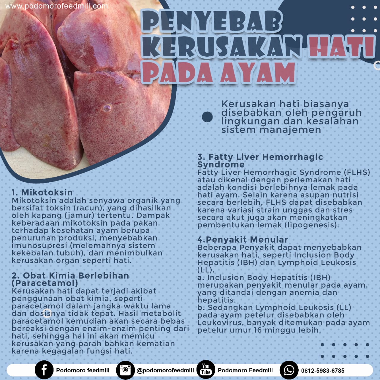 Penyebab Kerusakan Hati Pada Ayam, Podomoro Poultry Equipment