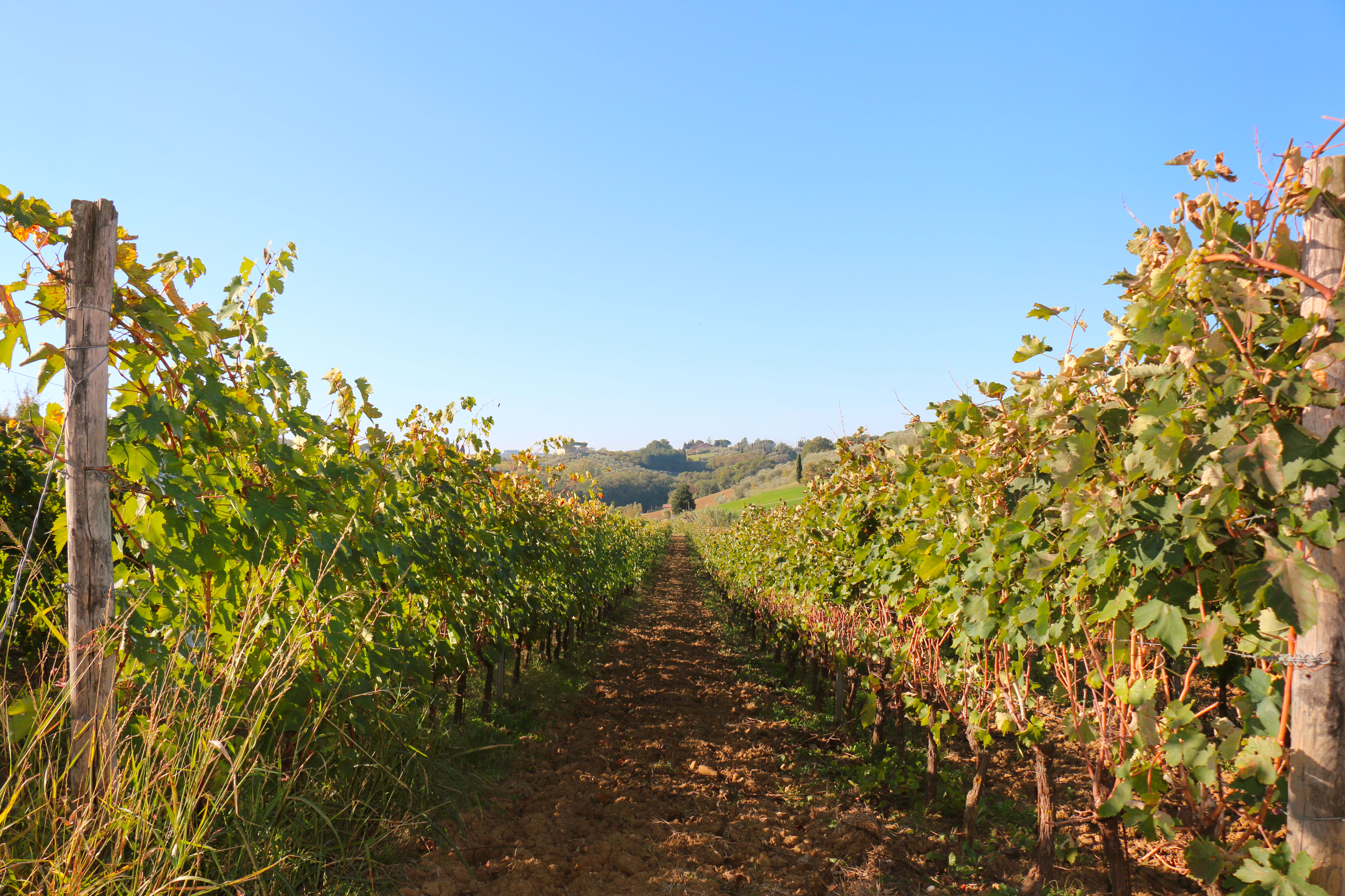 Azienda Agricola Poggio Chiavelli 3648_x_5472_jpg