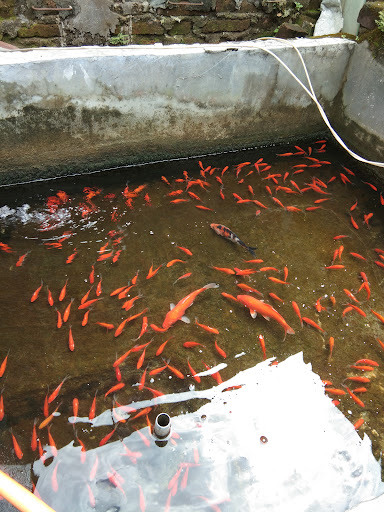 GATOTKACA Aquarium