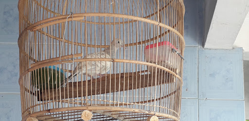 Mas putih Bird Farm