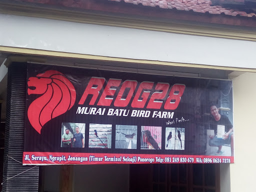 Reog28 Murai Batu Bird Farm