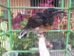 Noval abby bird farm