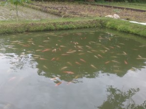 Trubuz Jaya Fish