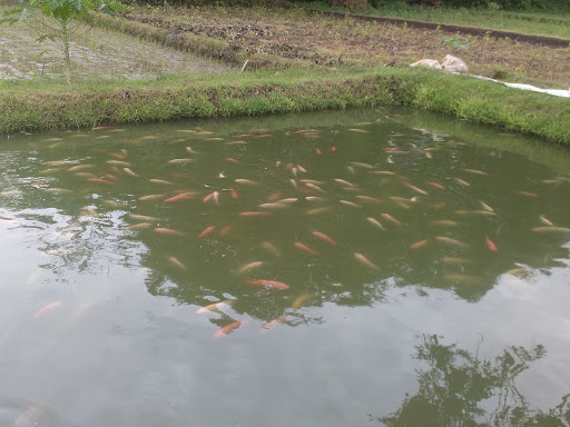 Trubuz Jaya Fish