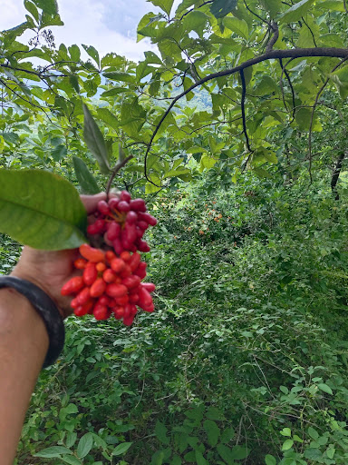 Hutan Desa Maguwan (Jangglengan)
