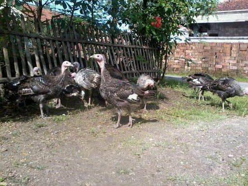Senyum Farm Ponorogo
