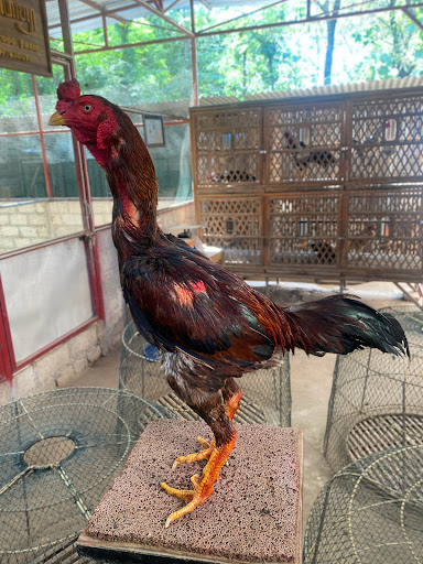 Santoso Farm Ponorogo