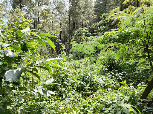Camping Ground Goa Bangun Tapan