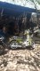 Jhoni motor