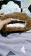Wara Sugar Glider & Petshop Ponorogo
