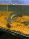 Pasya Aquatic