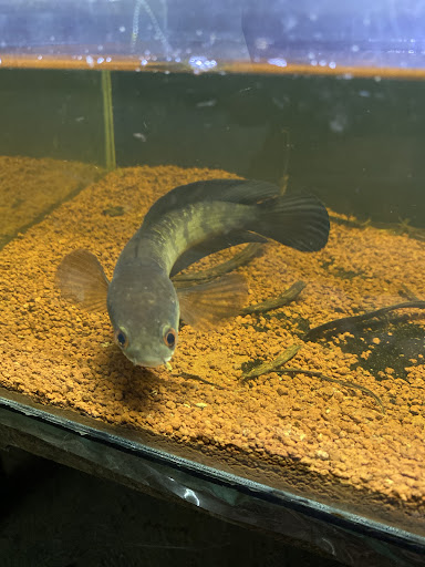 Pasya Aquatic
